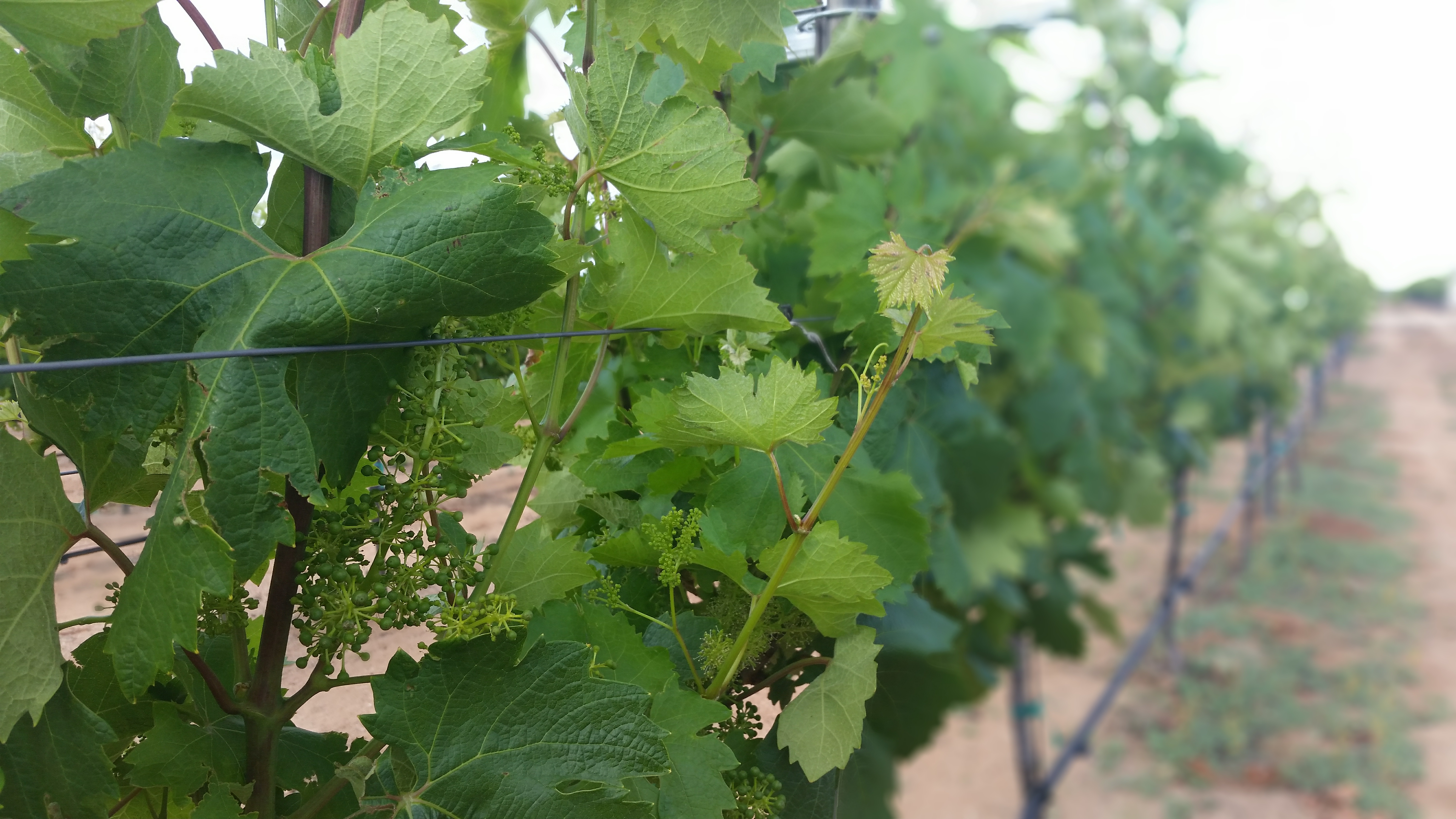 Grape vines on a trellis in early spring with tiny green fruitlets.