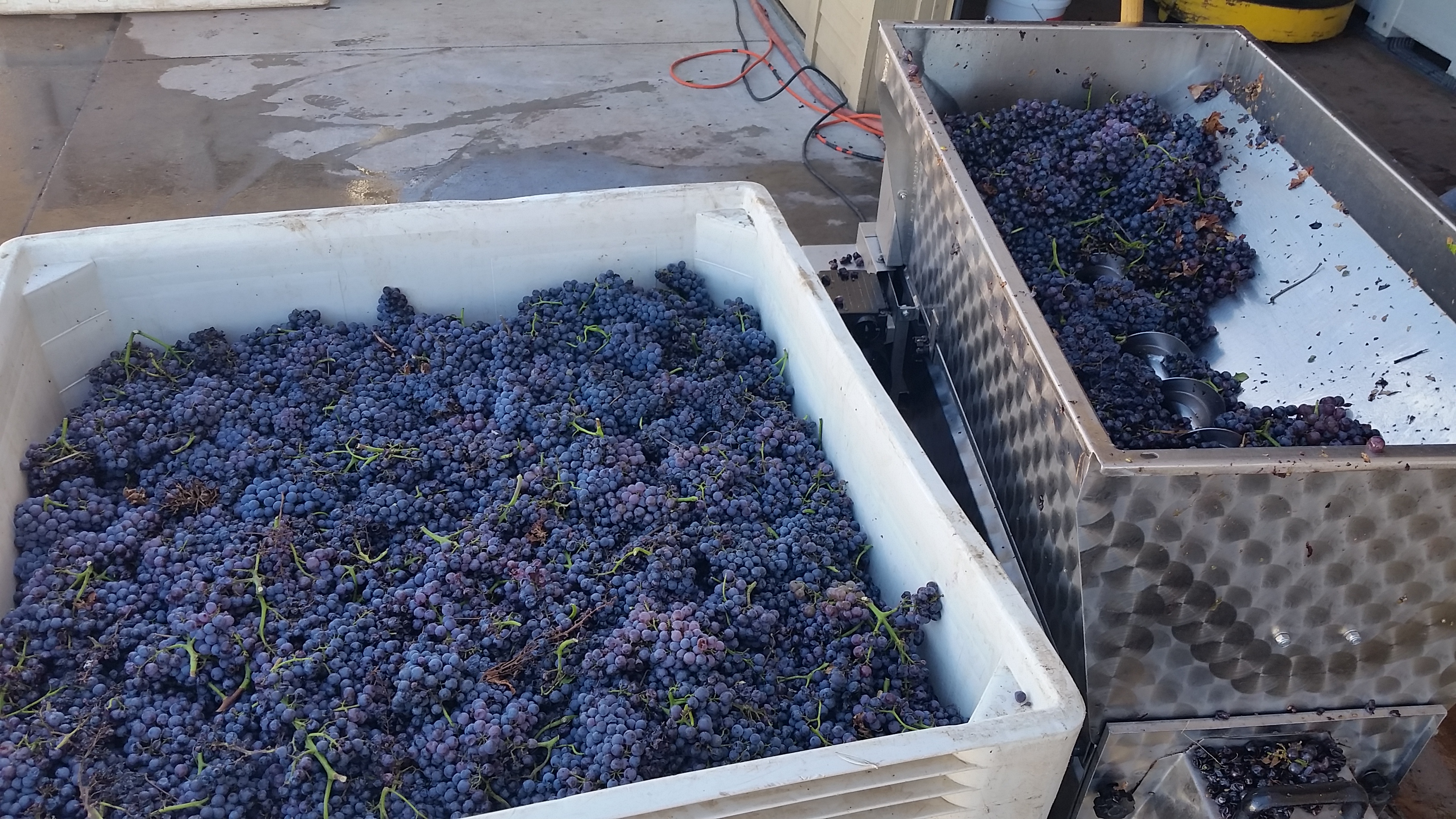 Bunches of red wine grapes in harvest bin sitting next to destemmer.