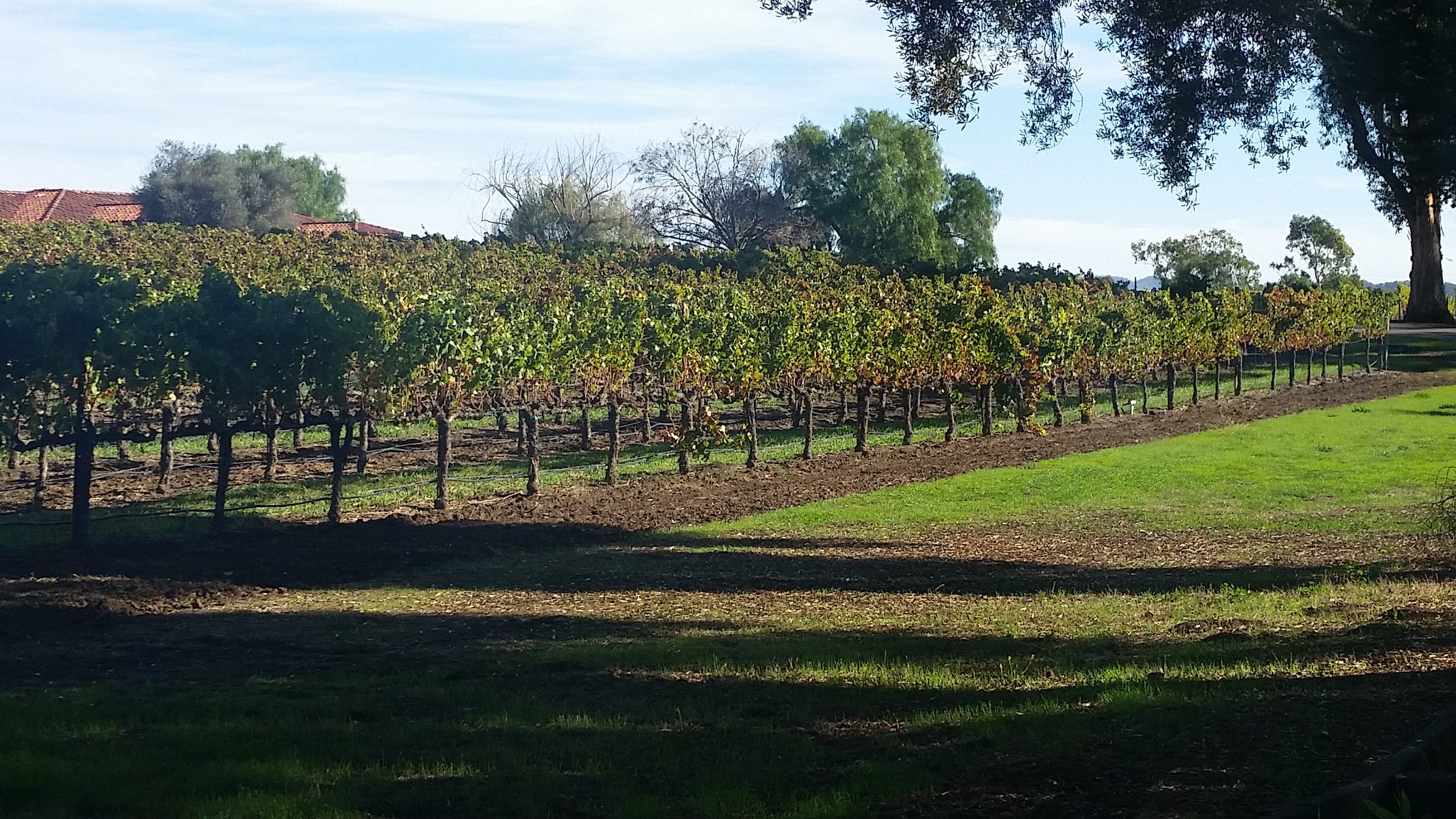 Grape vine rows in a vineyard with green native grass growing between rows.