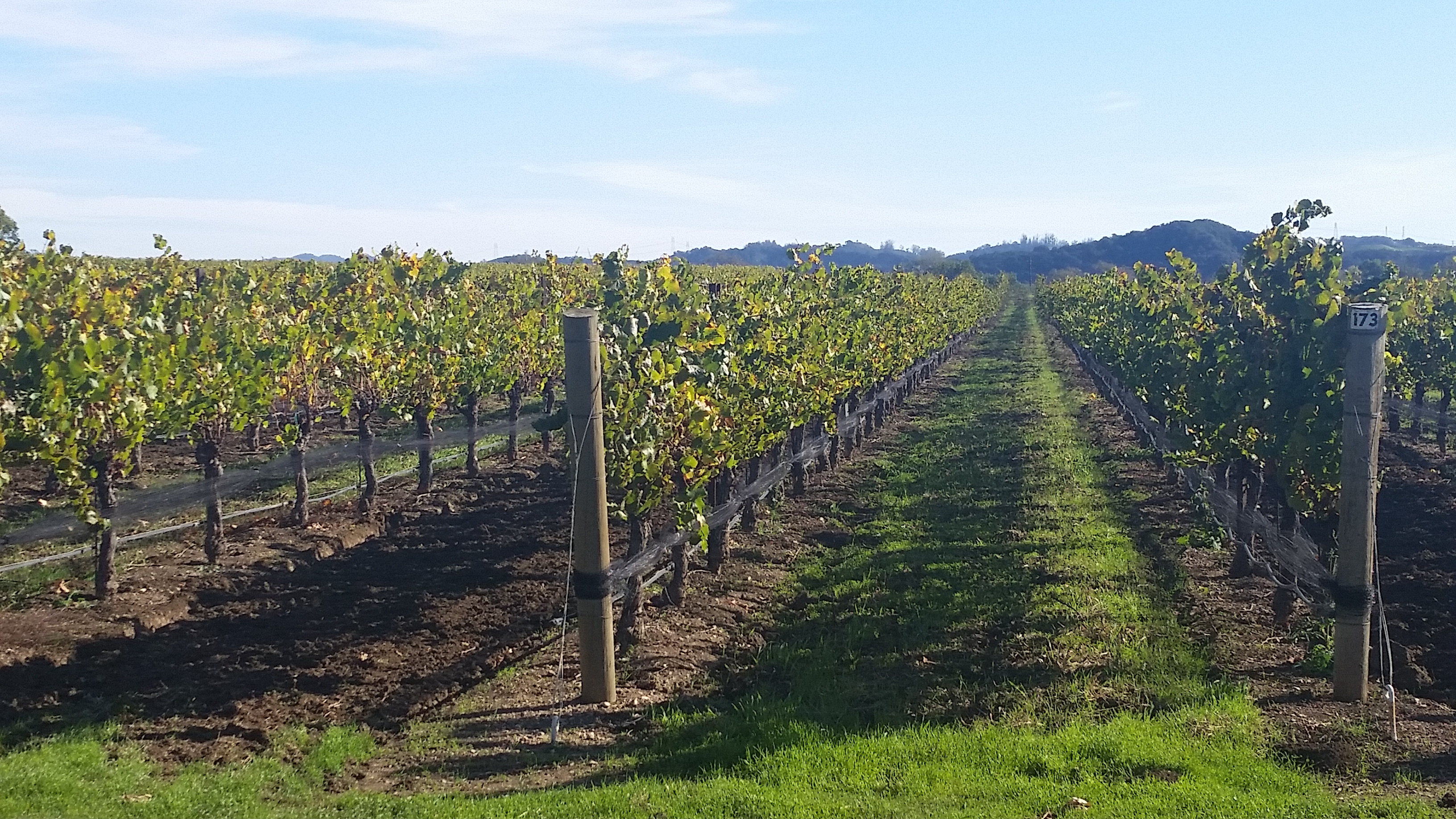 Grape vine rows in a vineyard with green native grass growing between rows.