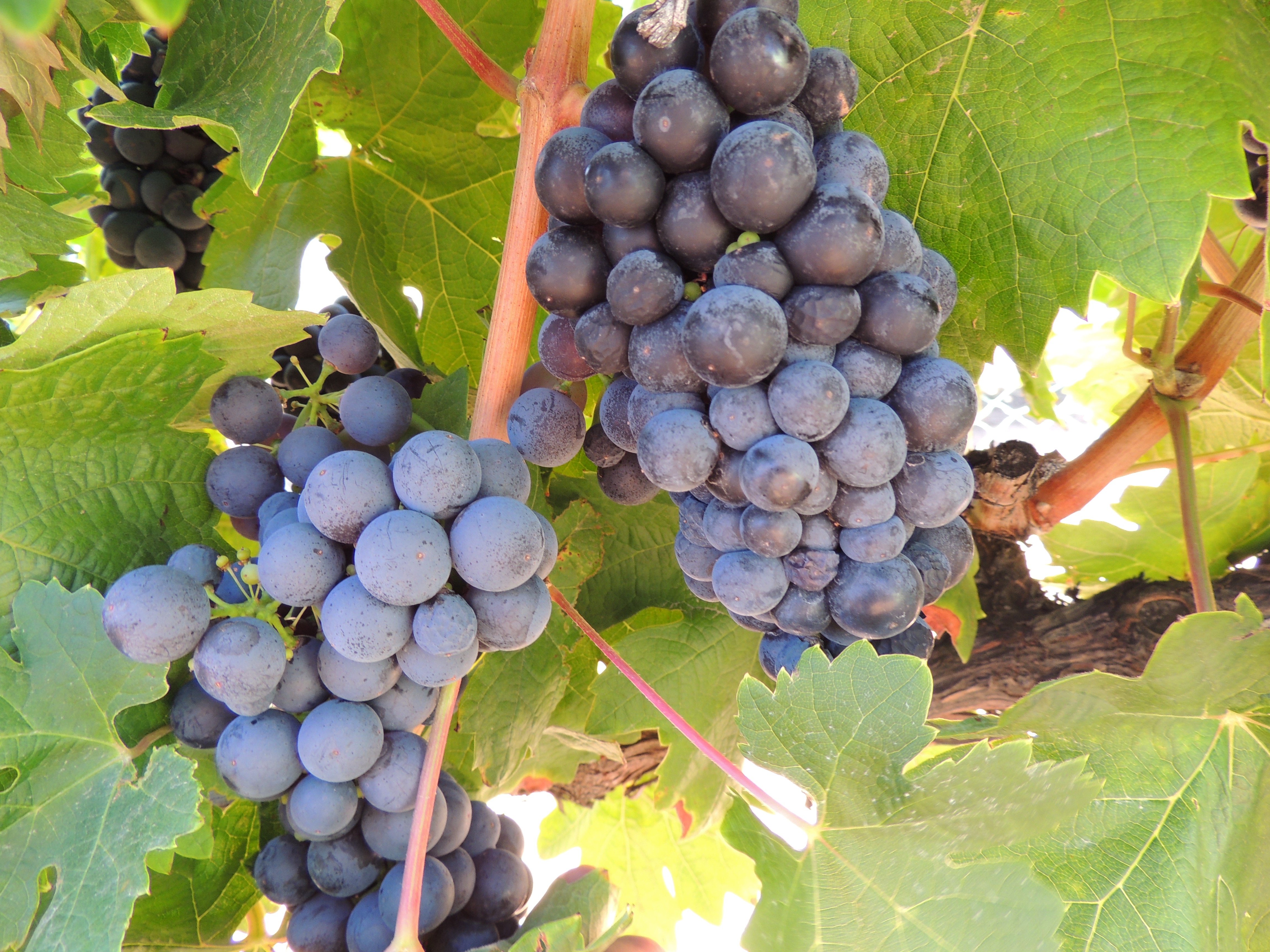 Large, high quality, red varietal grape clusters fully ripe and ready to be harvested.