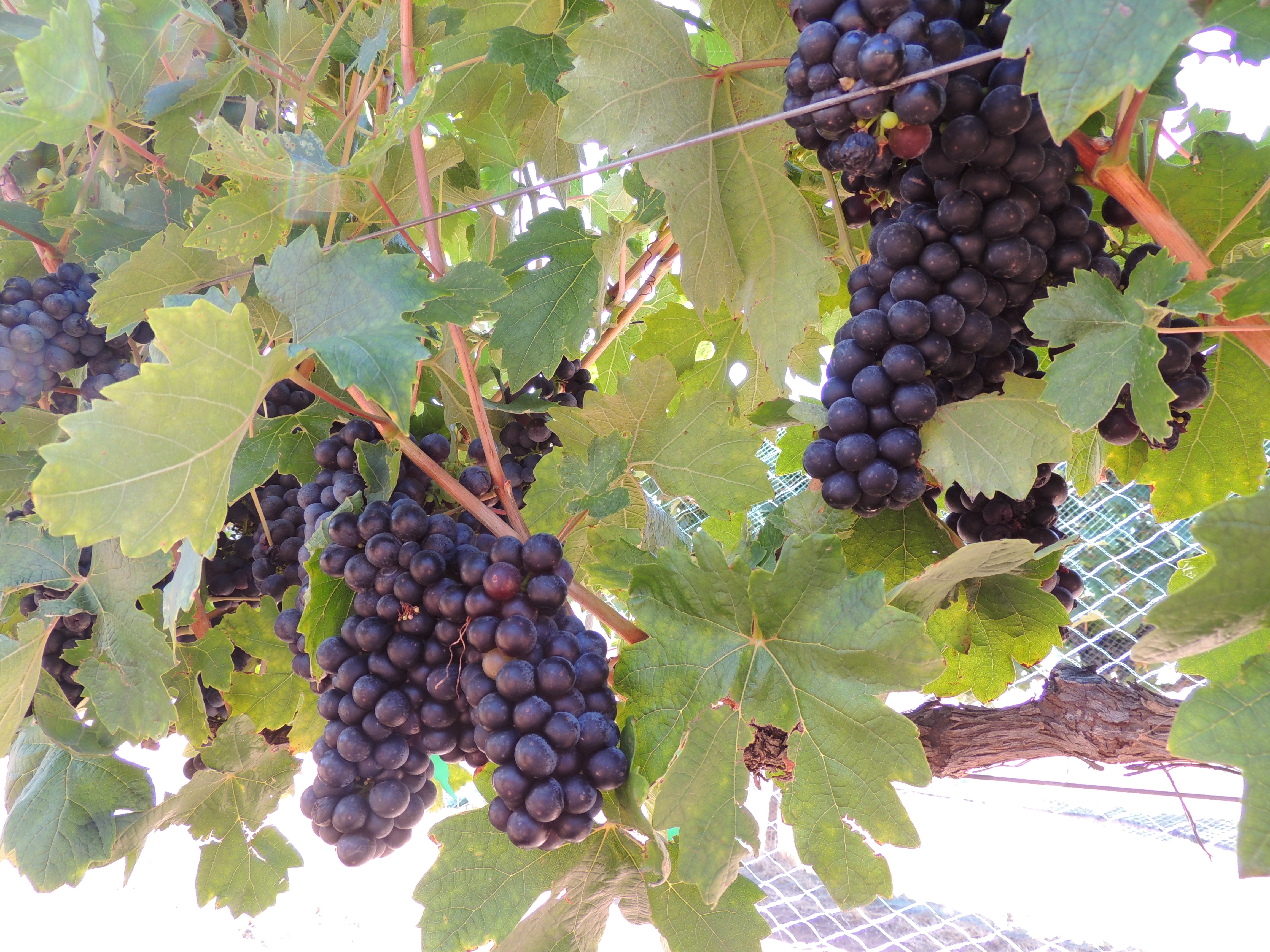 Large, high quality, red varietal grape clusters fully ripe and ready to be harvested.