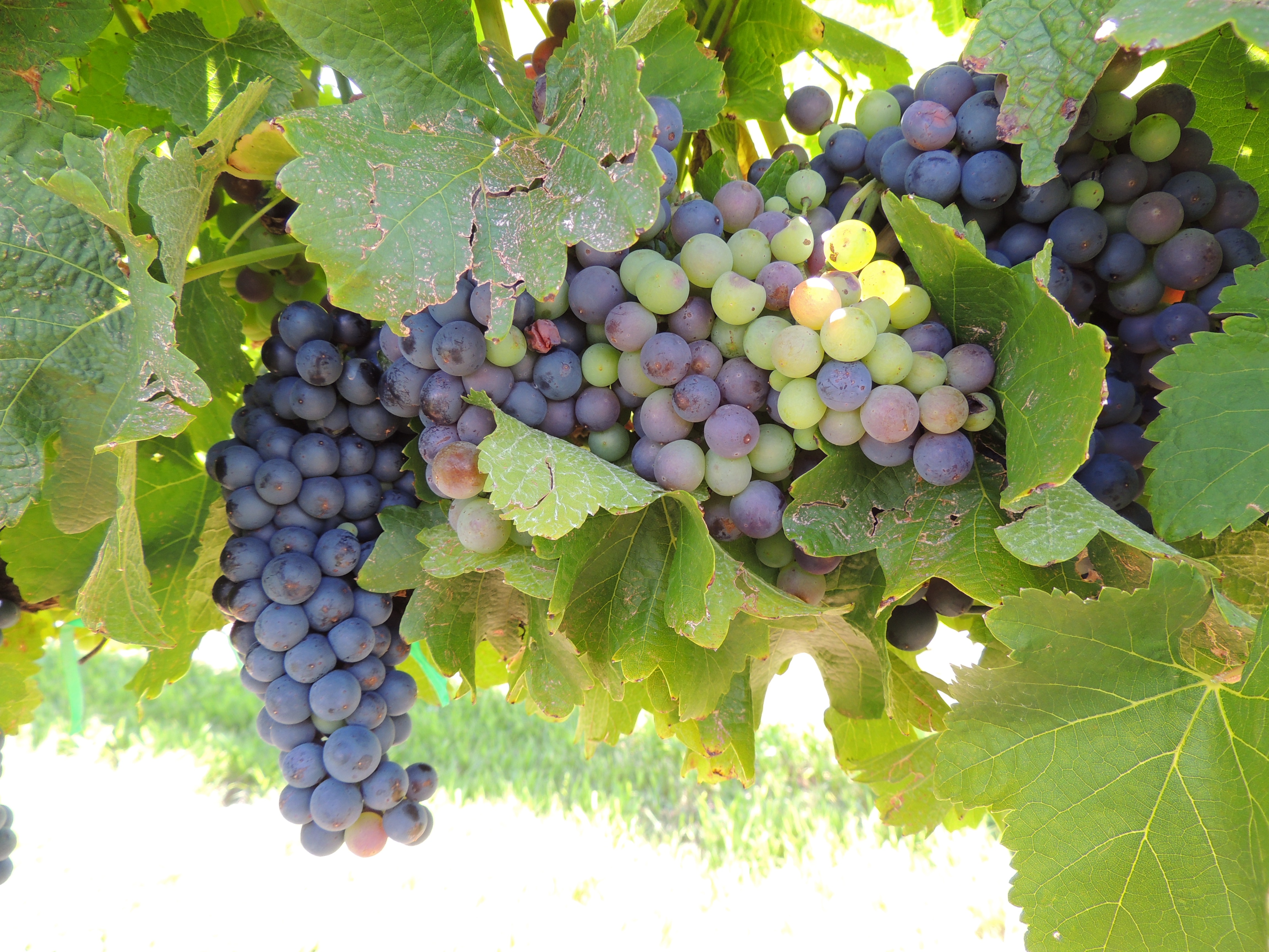 Grape clusters.
