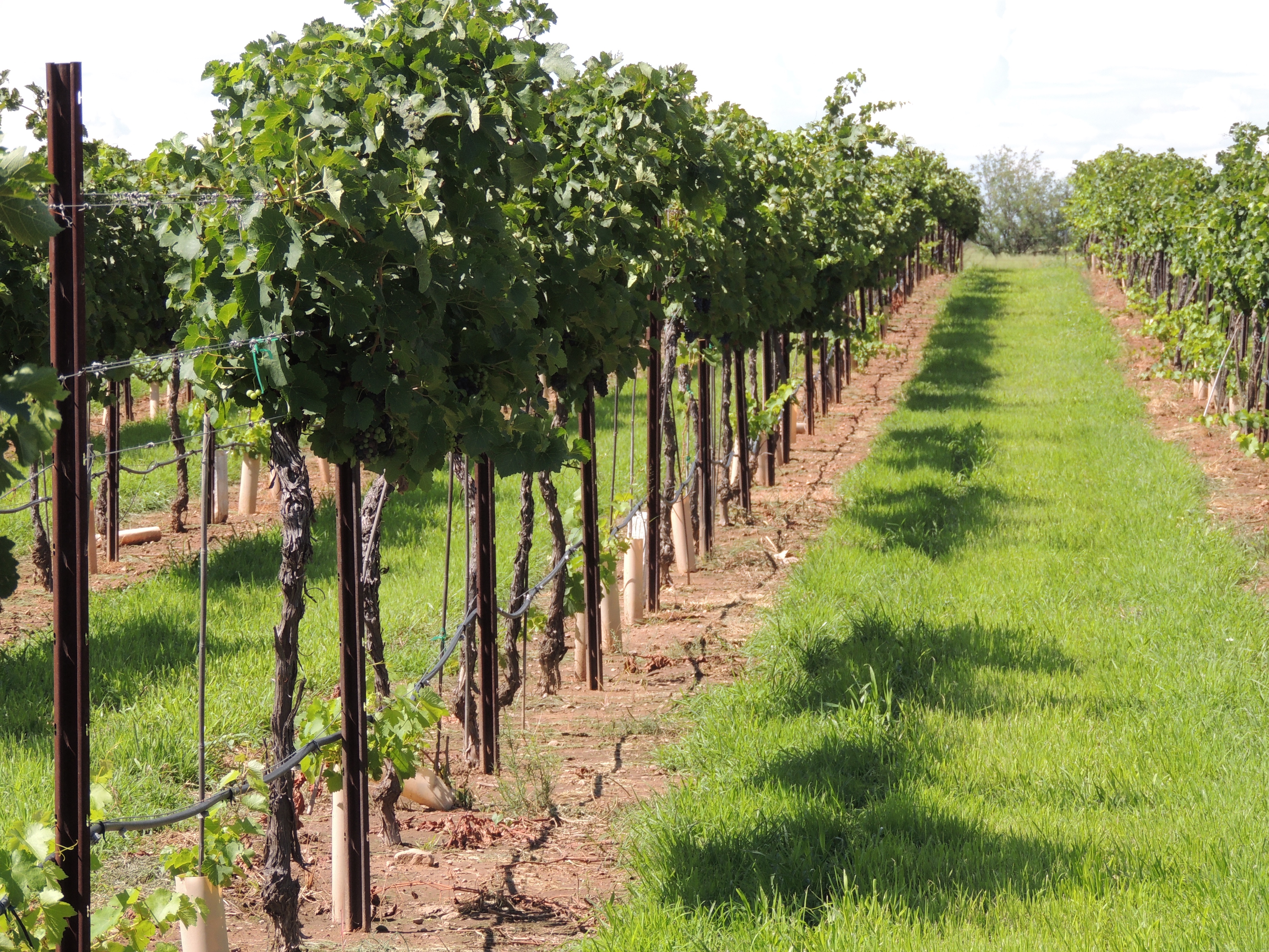 Grapevine row with native grass.