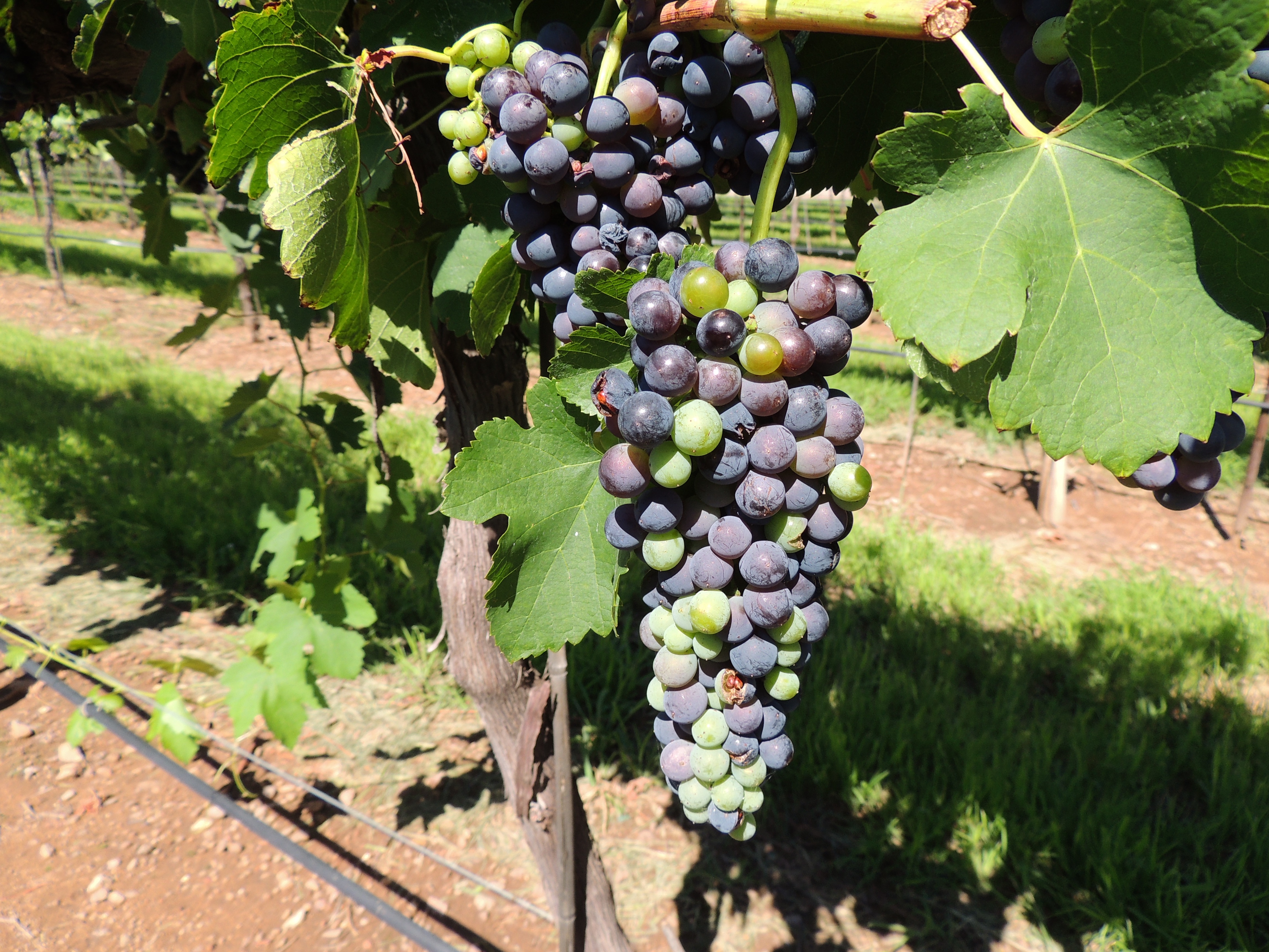 Large, high quality red varietal grape cluster.