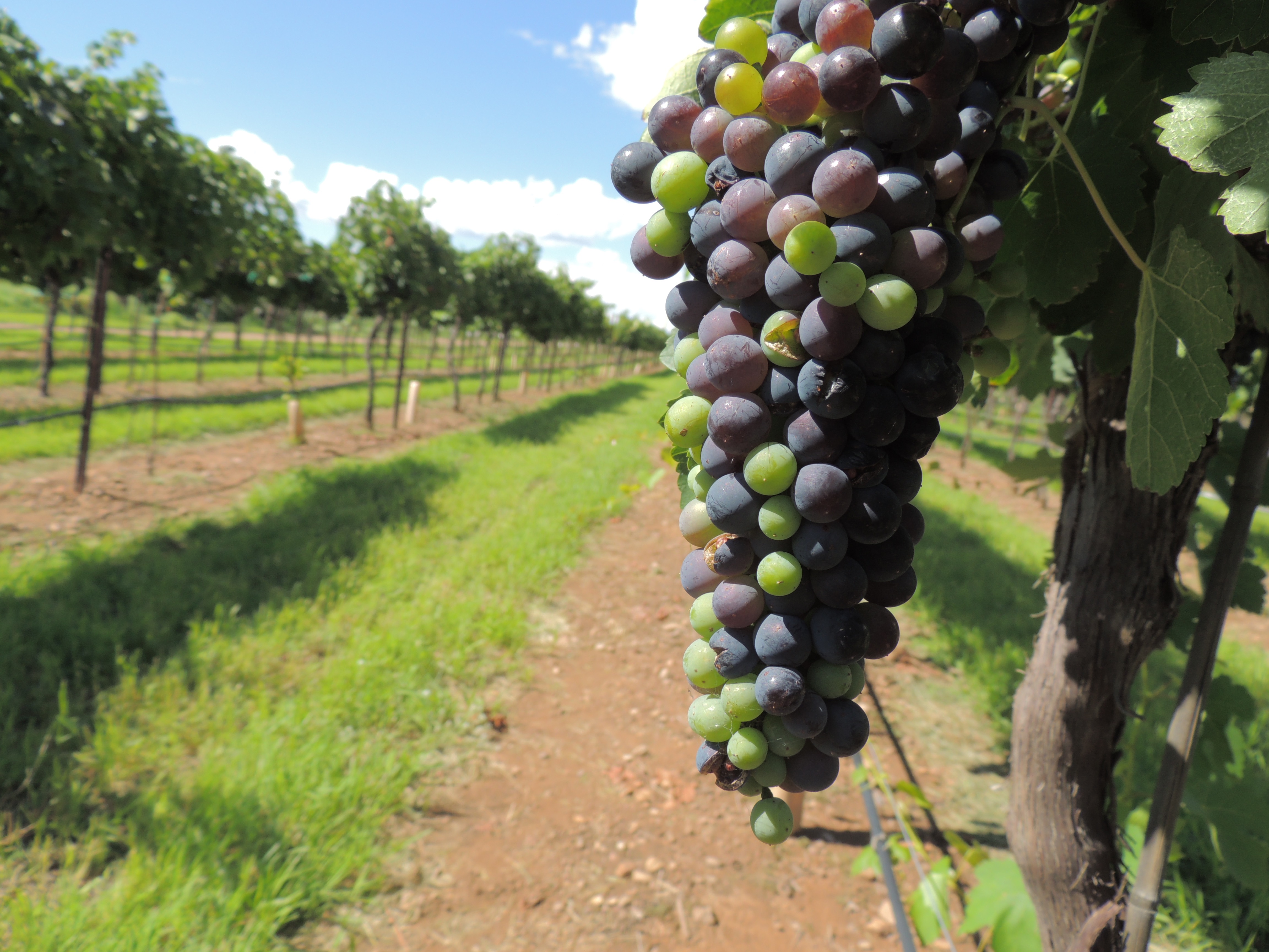 Large, high quality red varietal grape cluster.