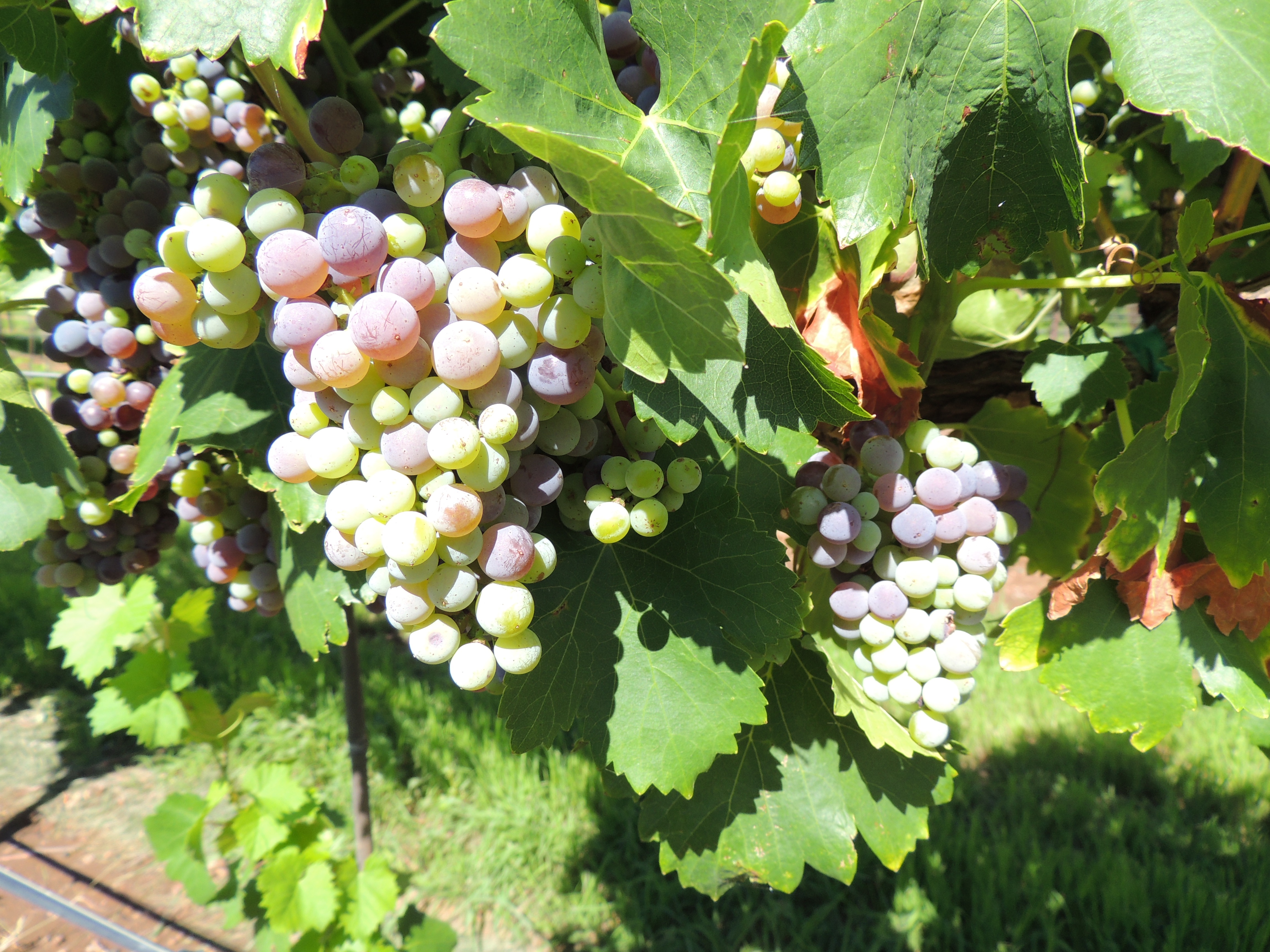 Grapes just entering veraison.