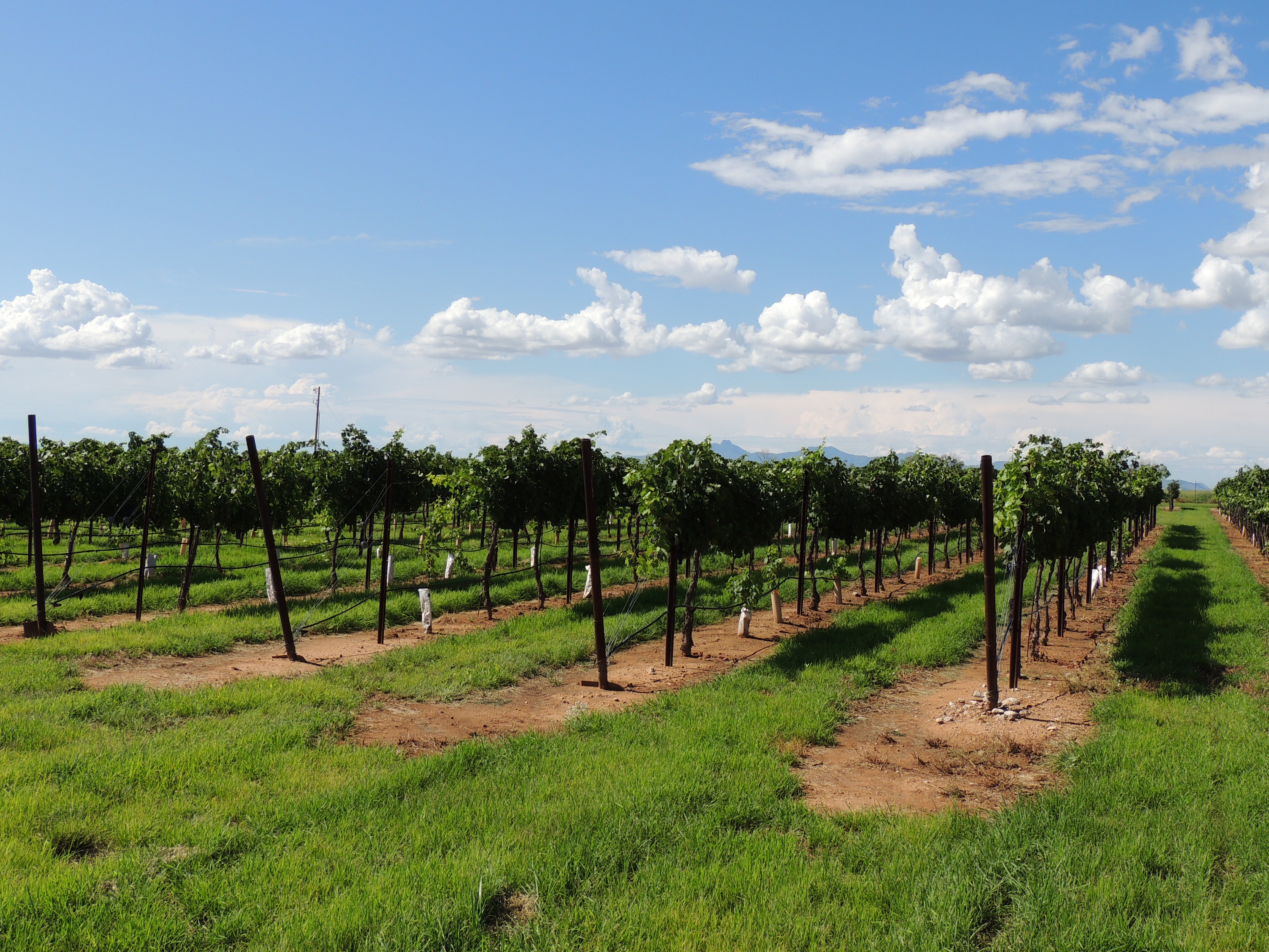 Picturesque grape vineyard with green native grass growing between vine rows.
