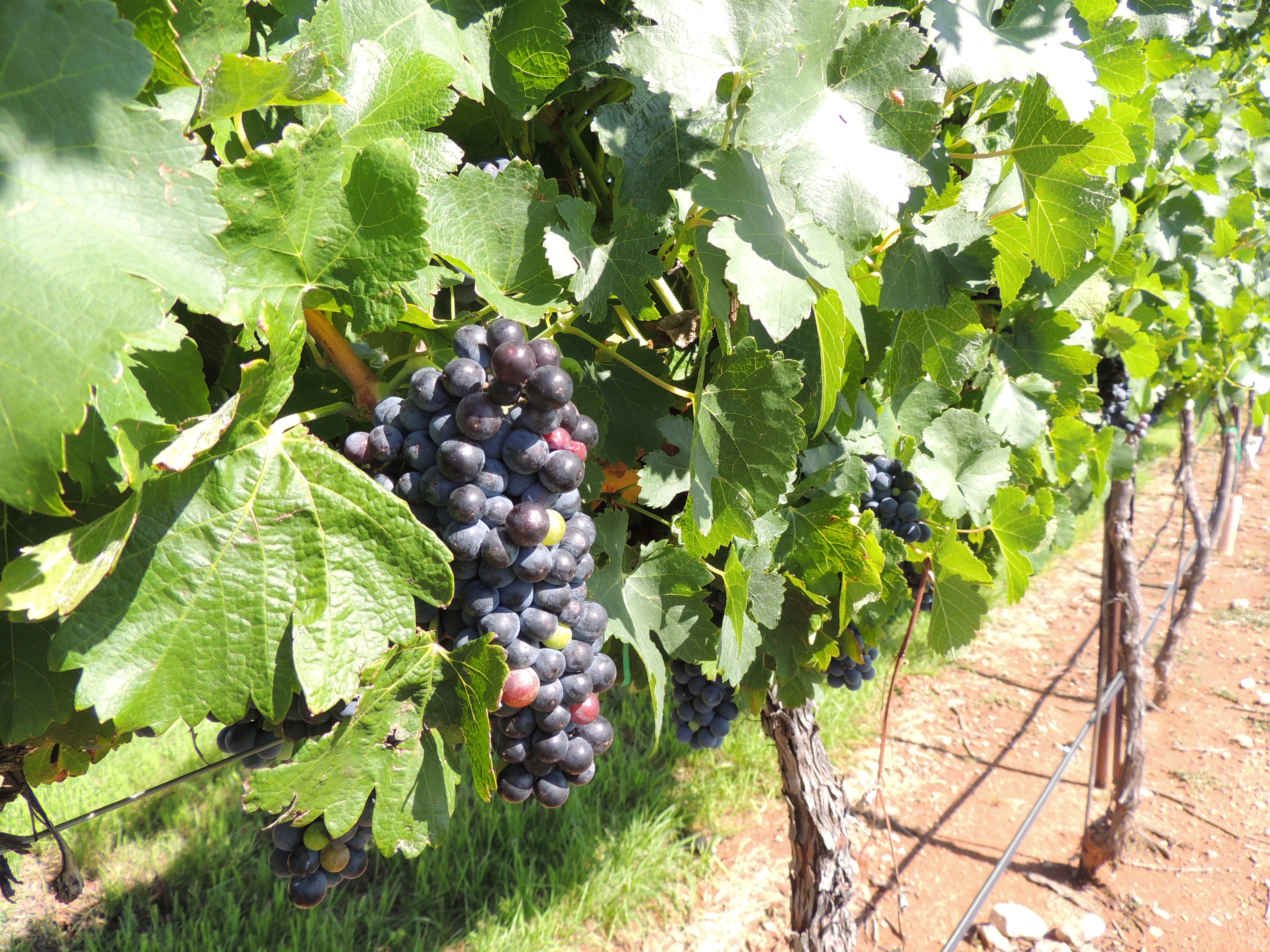 Large, high quality red varietal grape cluster.