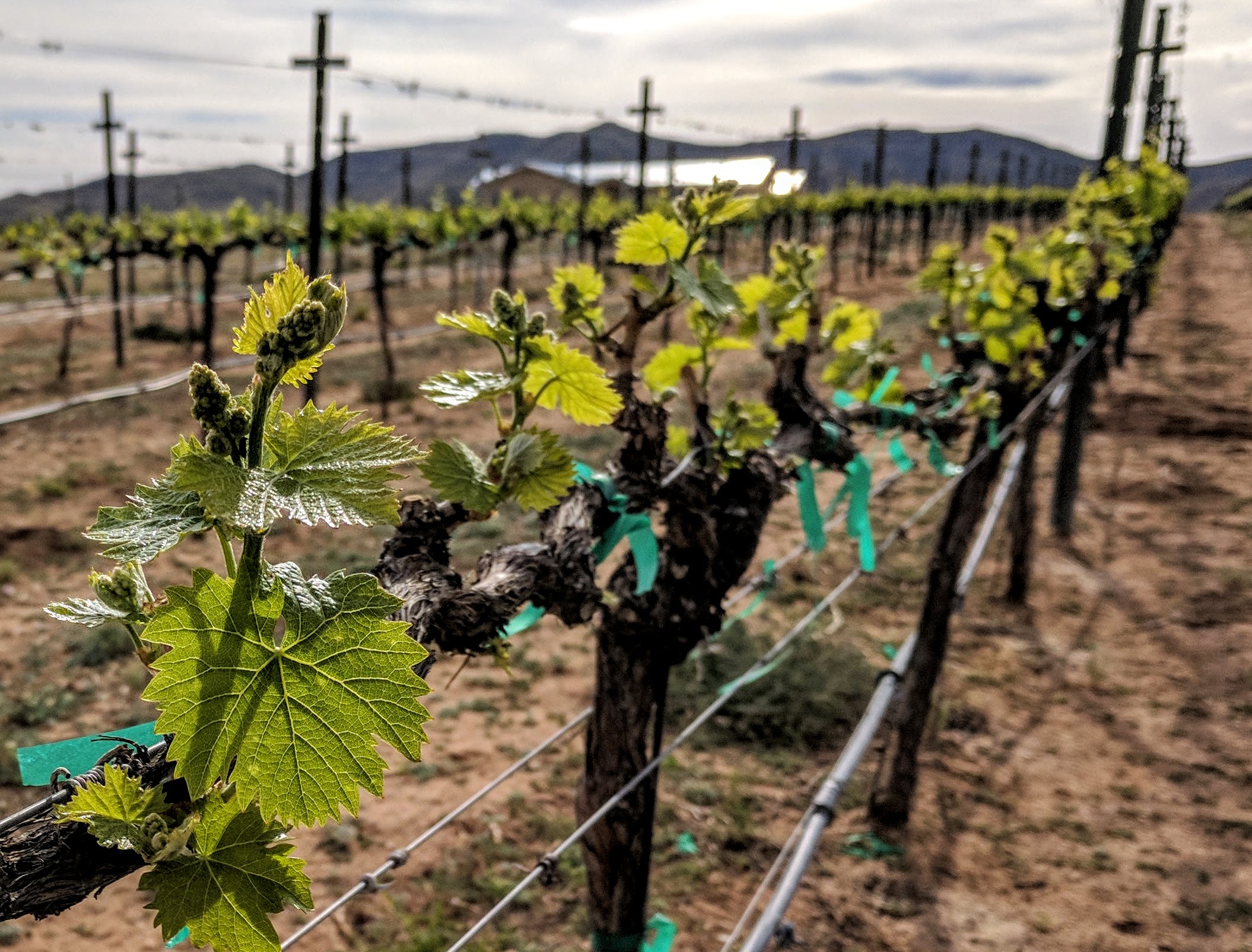 Grapevines in early spring. First expansion of buds, shoots, and tight flower clusters.