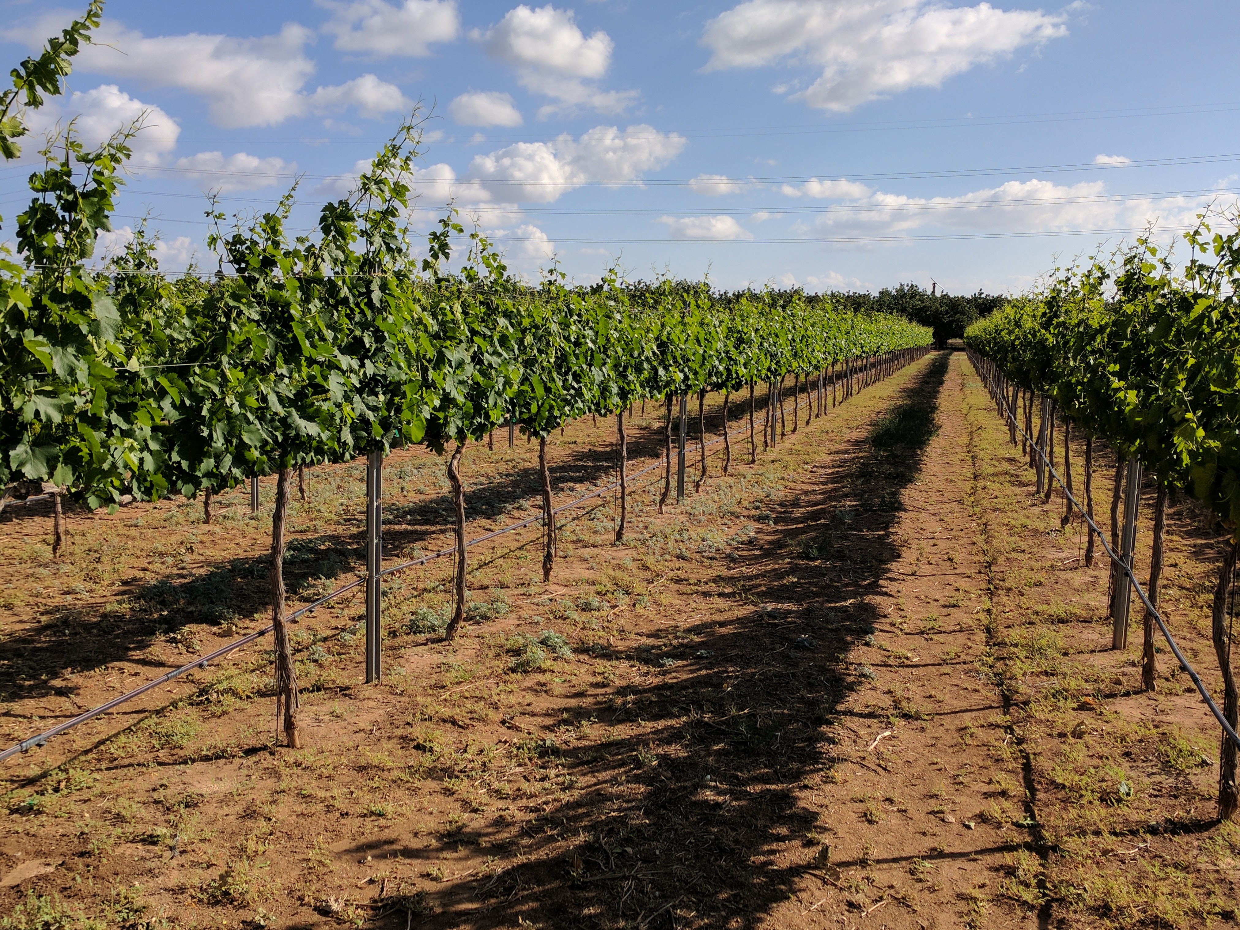 View down between vine rows in mid-Spring.