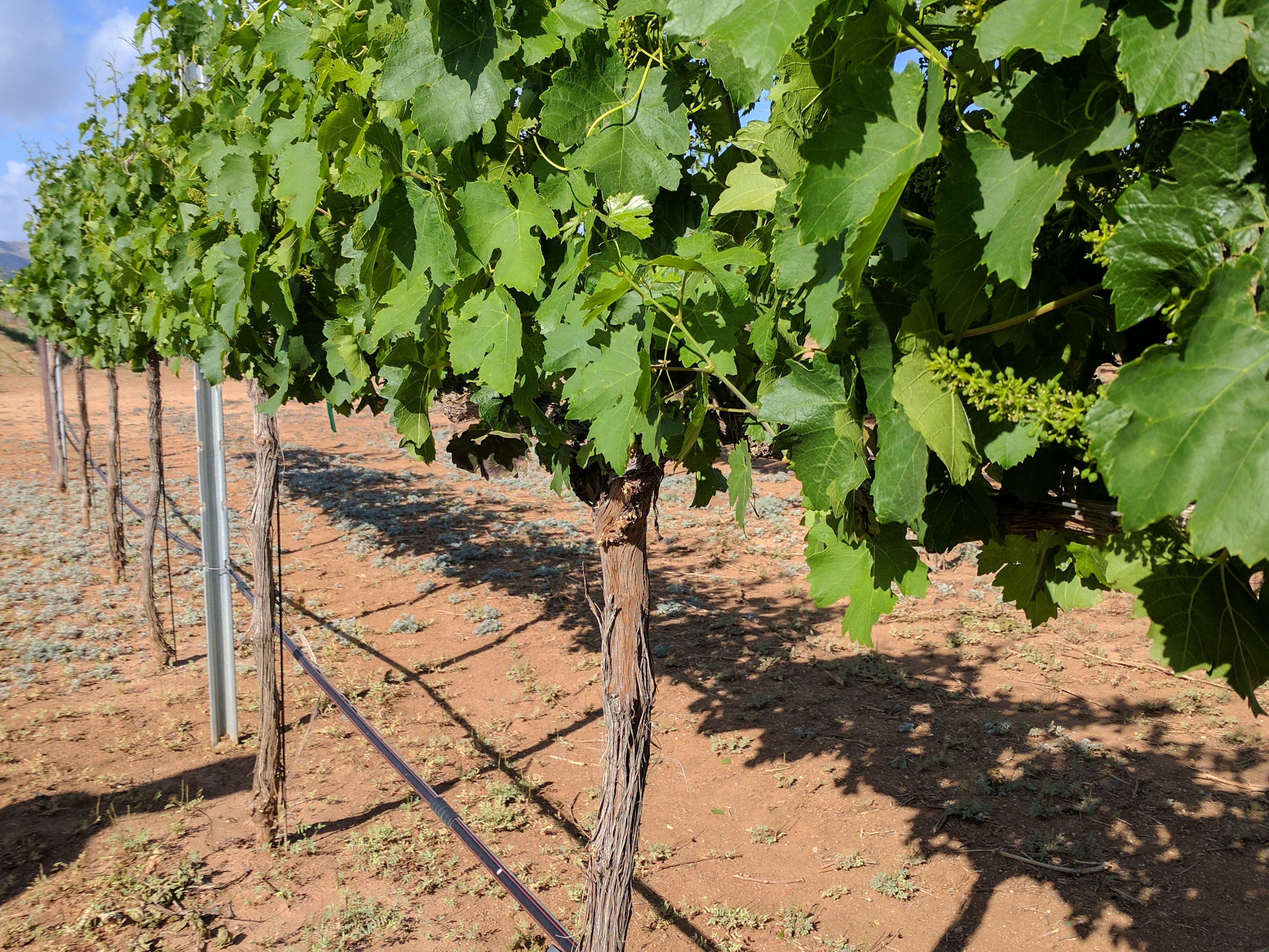 Mid-Spring grapevines with little green fruitlets.