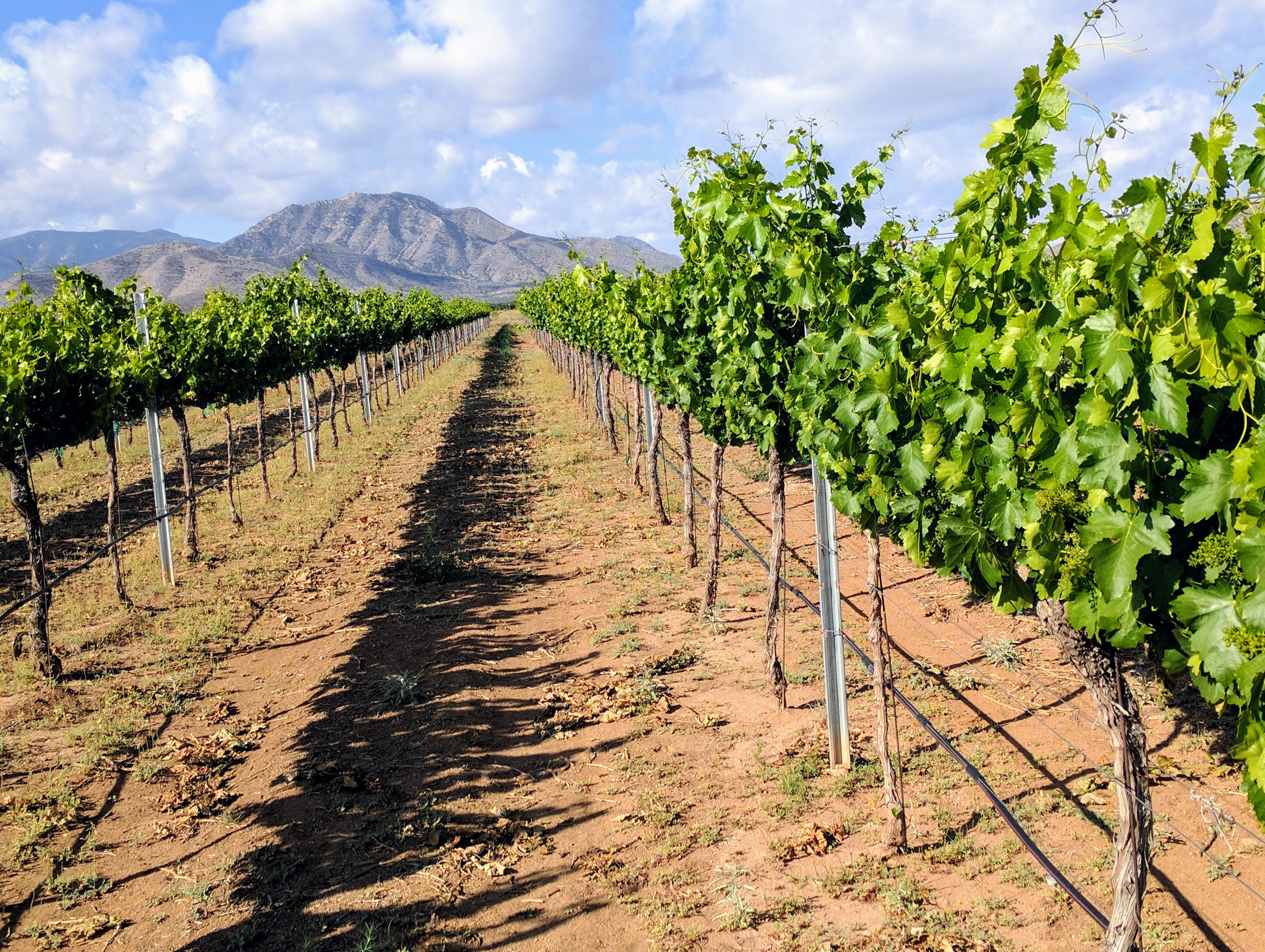 View down between wine grape vineyard rows with mountain in background.