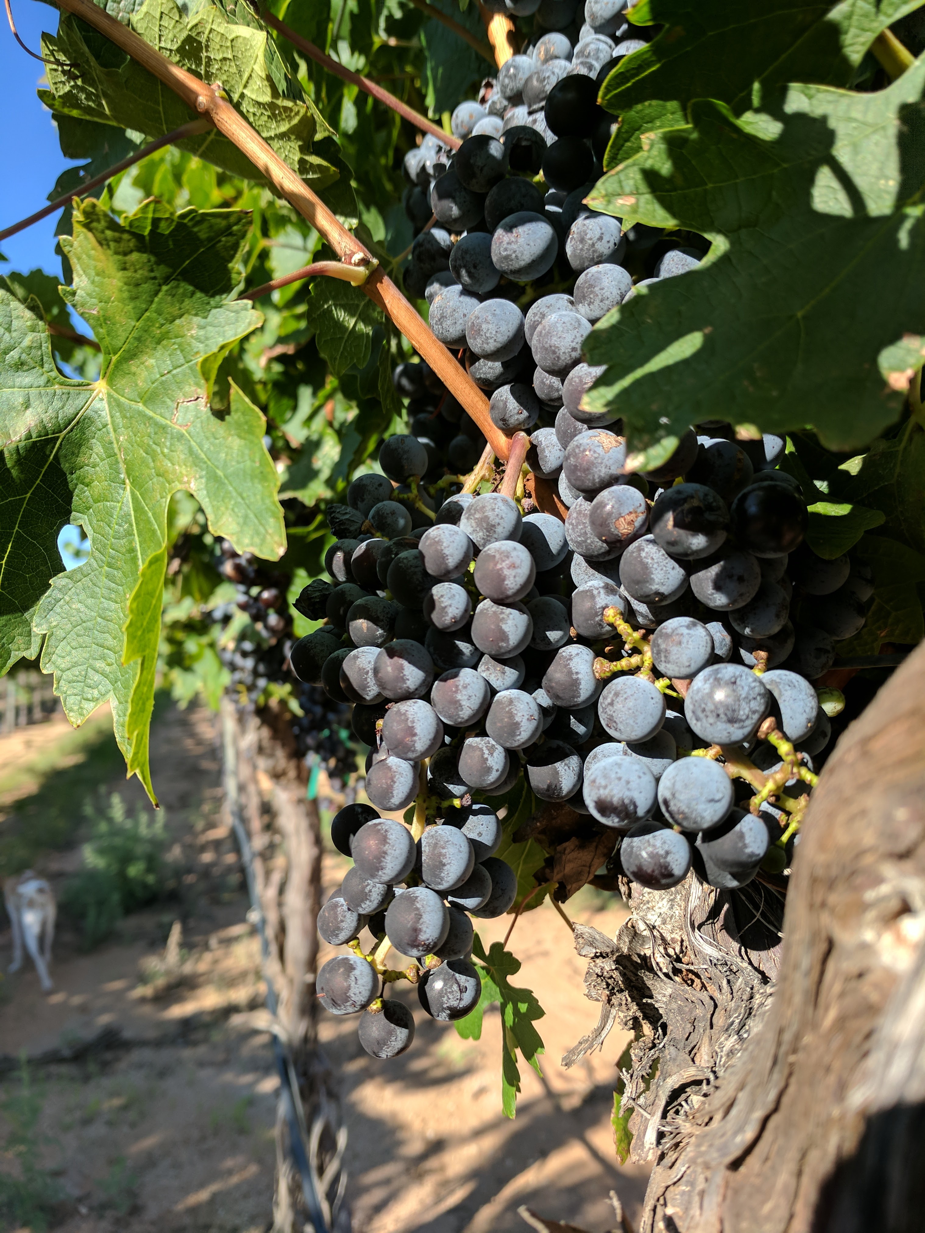 A large, high quality red varietal wine grape cluster hanging on the vine.