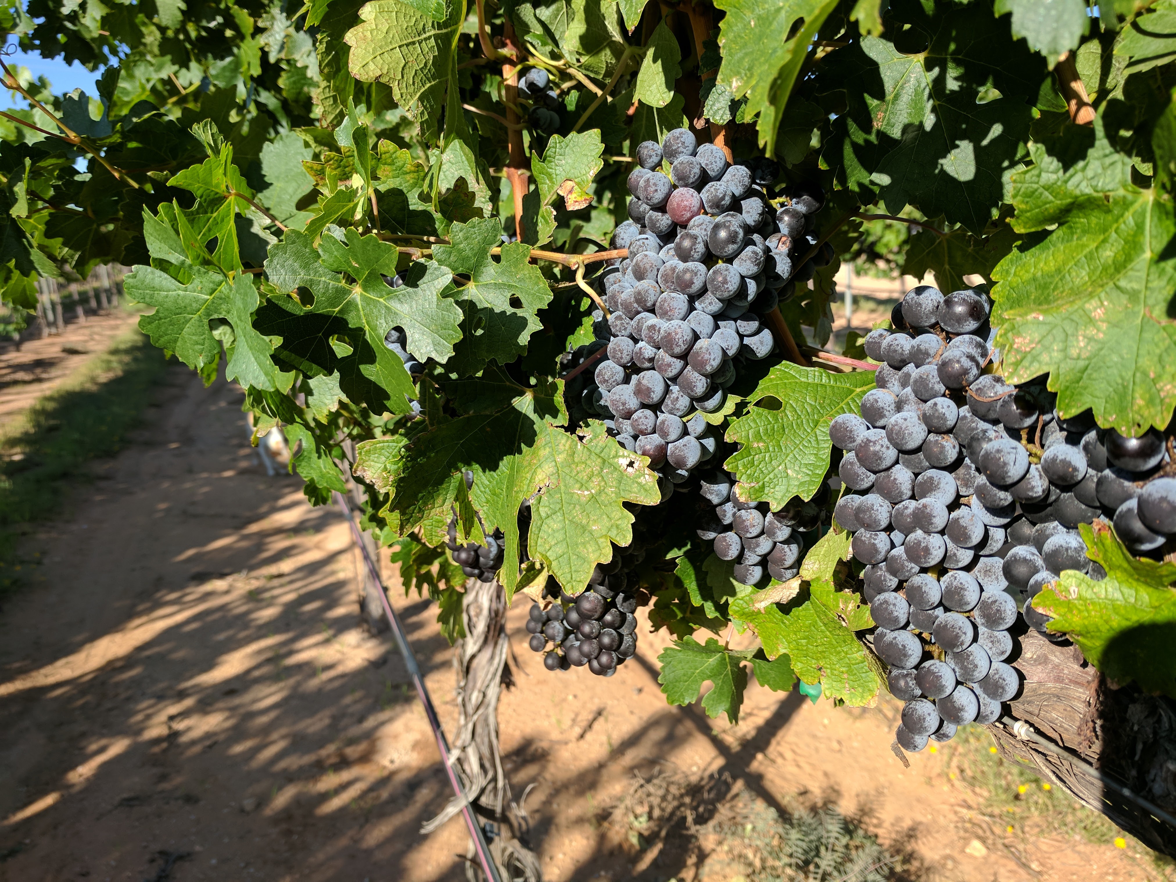 Large, high quality, Sangiovese grape clusters fully ripe and ready to be harvested.