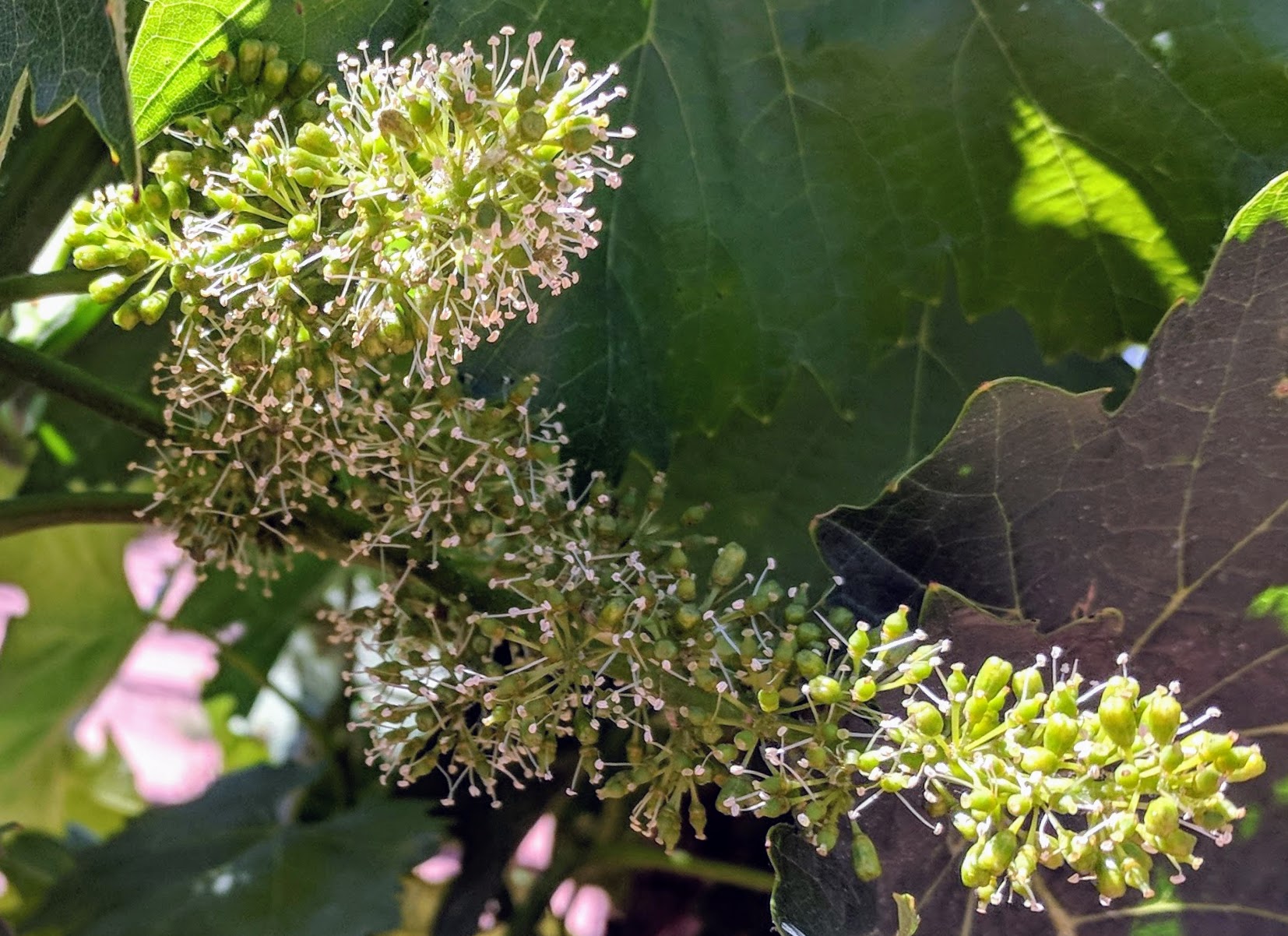Grapevine flower clusters, ready to be pollinated.