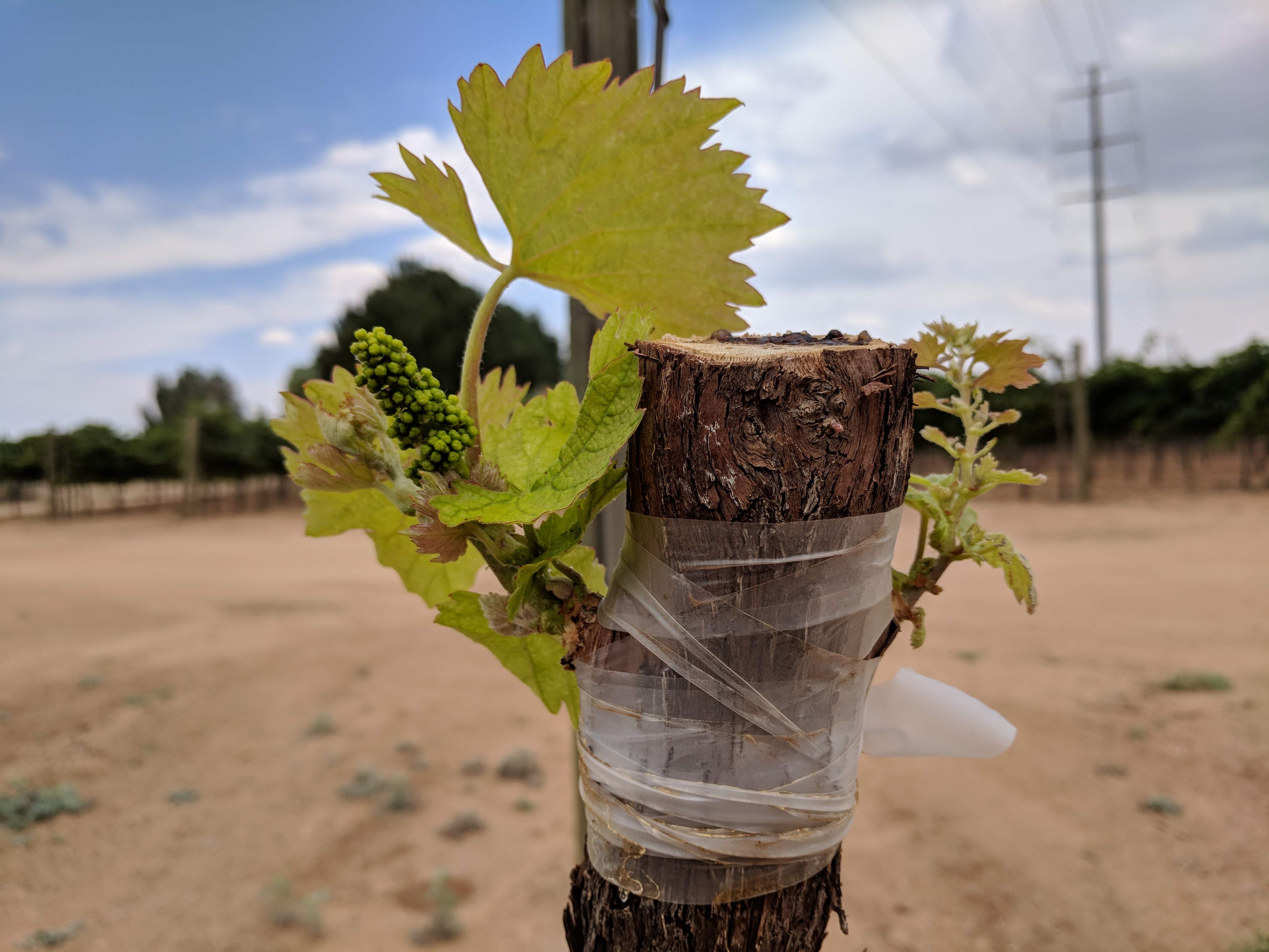 Expanding shoot emerging from grafting tape from a chip bud graft union on the top of a wine grape trunk.