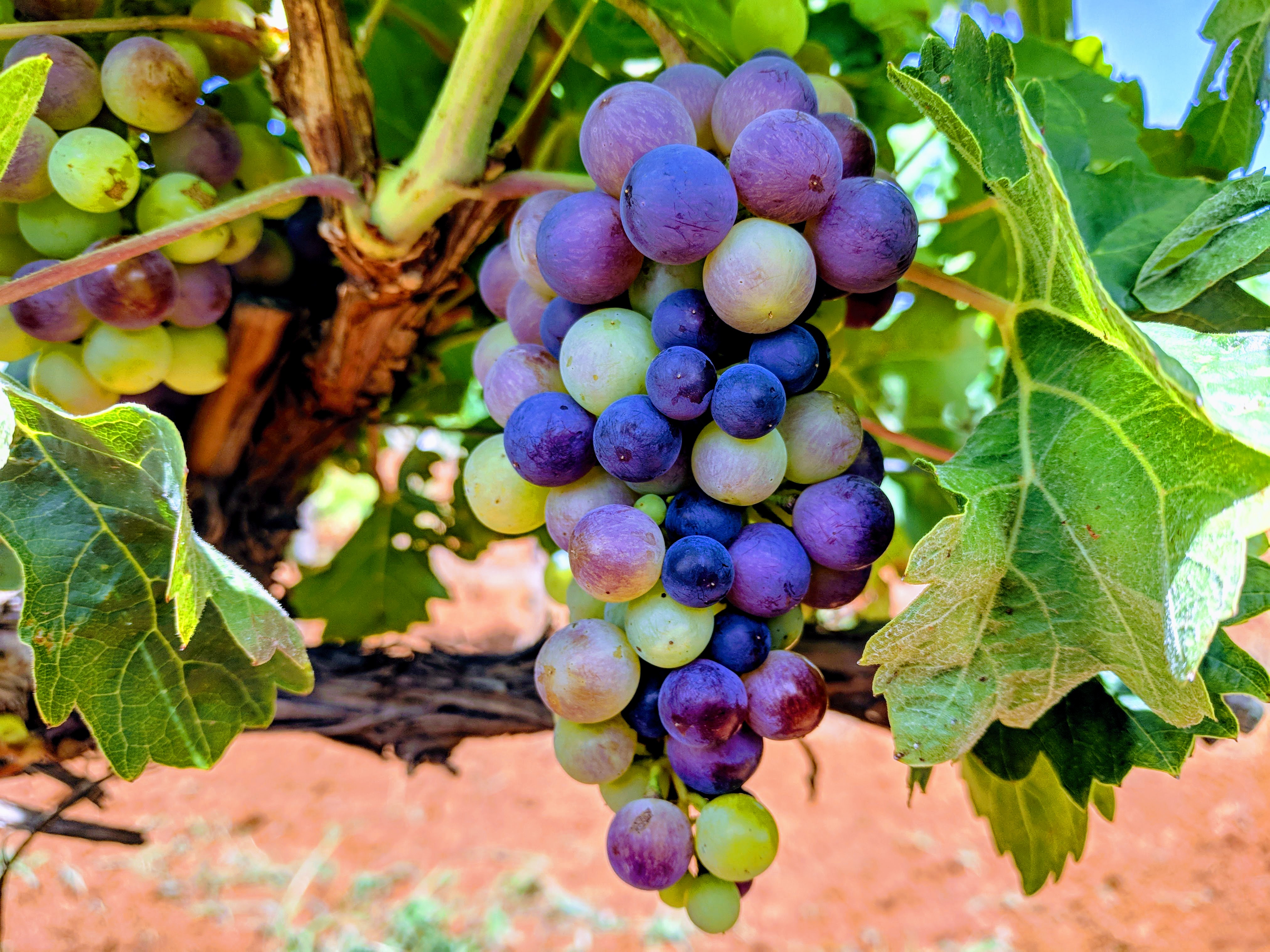 Red varietal grape cluster nearing end of veraison.
