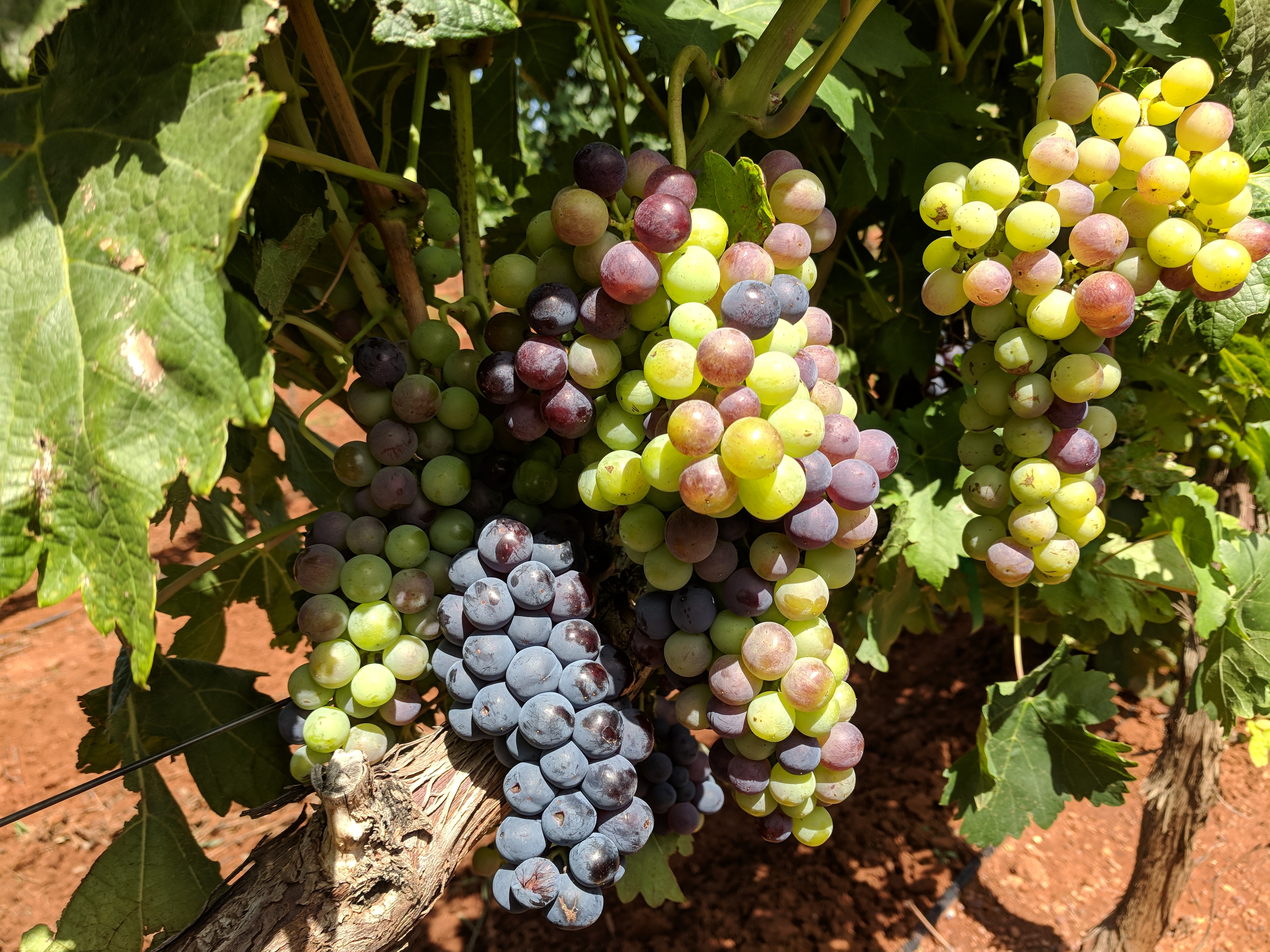 Large red varietal grape clusters in veraison.