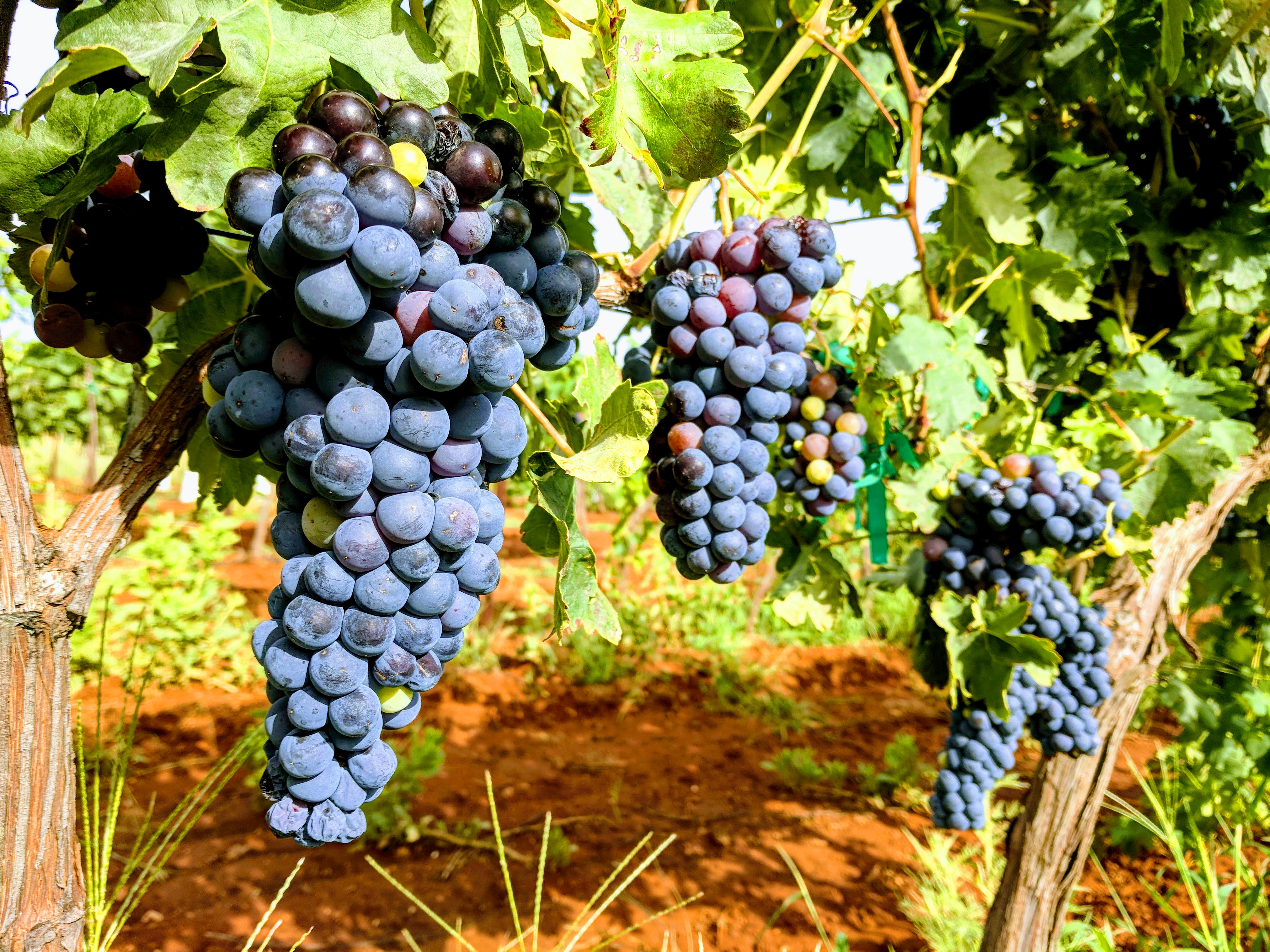 Large, high quality, Sangiovese grape clusters fully ripe and ready to be harvested.