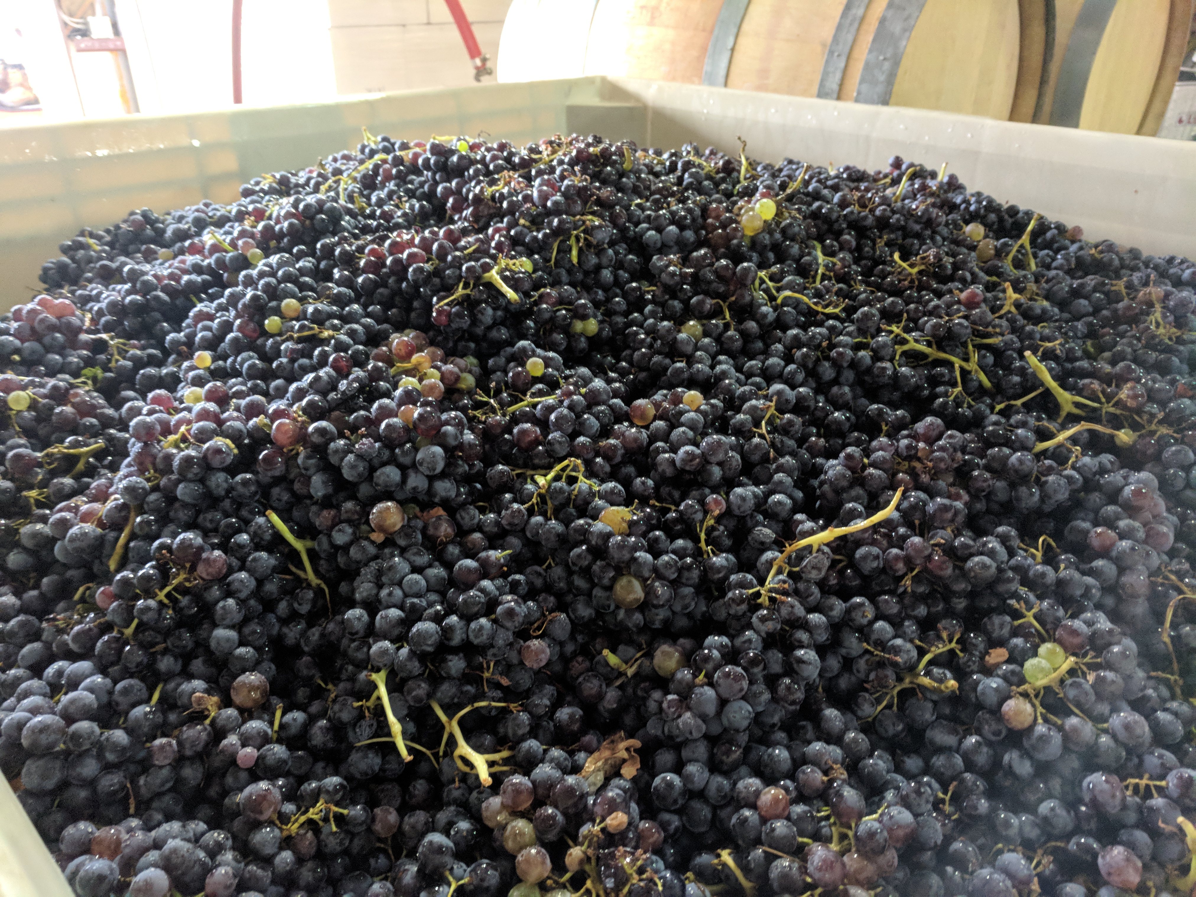 Harvested red varietal grape clusters piled high in a harvest bin.